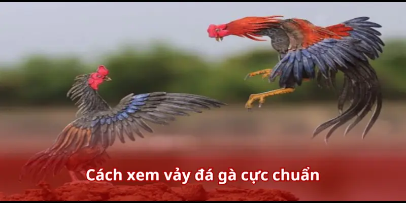 Xem Vảy Gà Đá – Bí Kíp Để Cựa Thủ Luôn Thắng Mọi Kèo Trên Sàn Đấu 3 Cách xem vảy đá gà cực chuẩn
