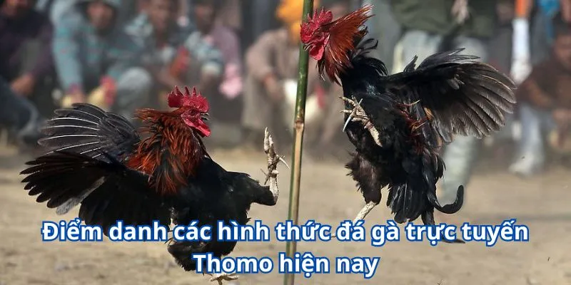 Đá Gà Trực Tuyến Thomo - Cùng W365 Tận Hưởng Các Trận Đấu Kịch Tính 3 Điểm danh các hình thức đá gà trực tuyến Thomo hiện nay