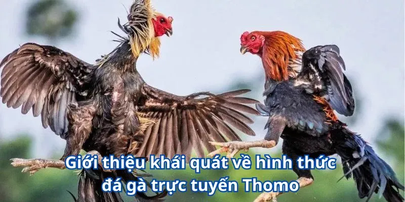 Đá Gà Trực Tuyến Thomo - Cùng W365 Tận Hưởng Các Trận Đấu Kịch Tính 2 Giới thiệu khái quát về hình thức đá gà trực tuyến Thomo