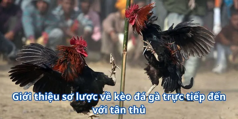 Trải Nghiệm Kèo Đá Gà Trực Tiếp Siêu Chất Chỉ Có Tại W365 2 Giới thiệu sơ lược về kèo đá gà trực tiếp đến với tân thủ