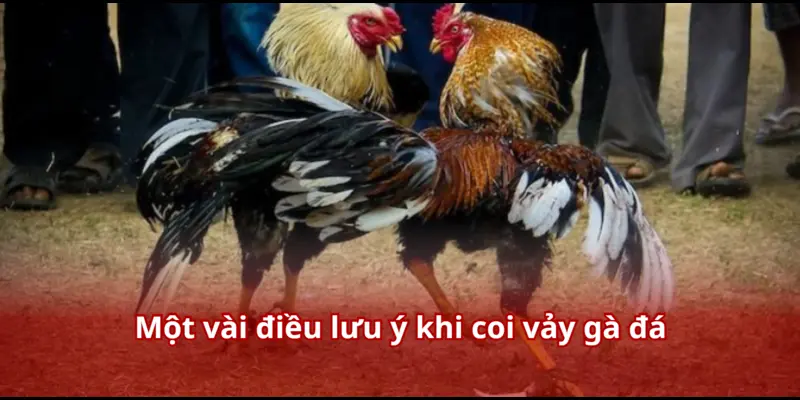 Xem Vảy Gà Đá – Bí Kíp Để Cựa Thủ Luôn Thắng Mọi Kèo Trên Sàn Đấu 4 Một vài điều lưu ý khi coi vảy gà đá