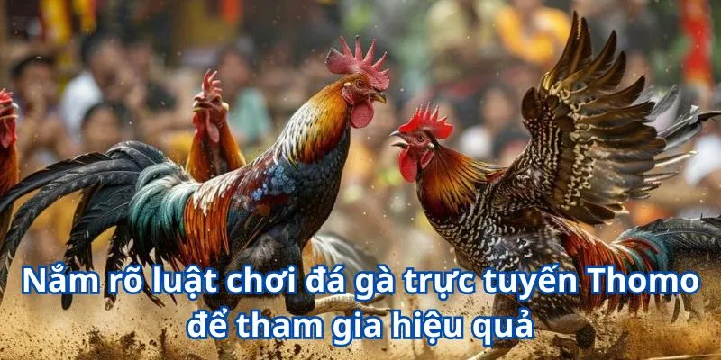 Đá Gà Trực Tuyến Thomo - Cùng W365 Tận Hưởng Các Trận Đấu Kịch Tính 4 Nắm rõ luật chơi đá gà trực tuyến Thomo để tham gia hiệu quả