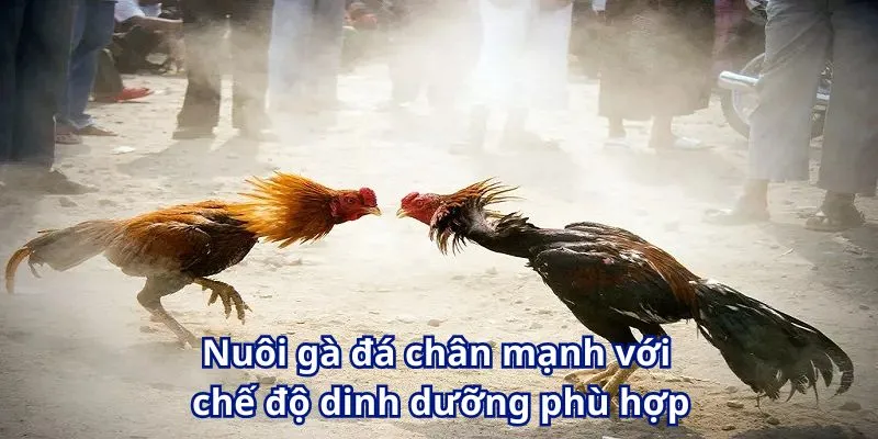 Bật Mí Chi Tiết Cách Nuôi Gà Đá Chân Mạnh Mới Nhất Tại W365 2 Nuôi gà đá chân mạnh với chế độ dinh dưỡng phù hợp