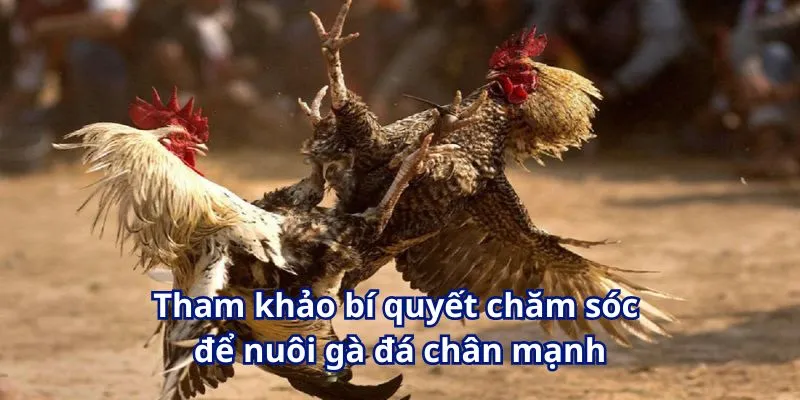 Bật Mí Chi Tiết Cách Nuôi Gà Đá Chân Mạnh Mới Nhất Tại W365 4 Tham khảo bí quyết chăm sóc để nuôi gà đá chân mạnh
