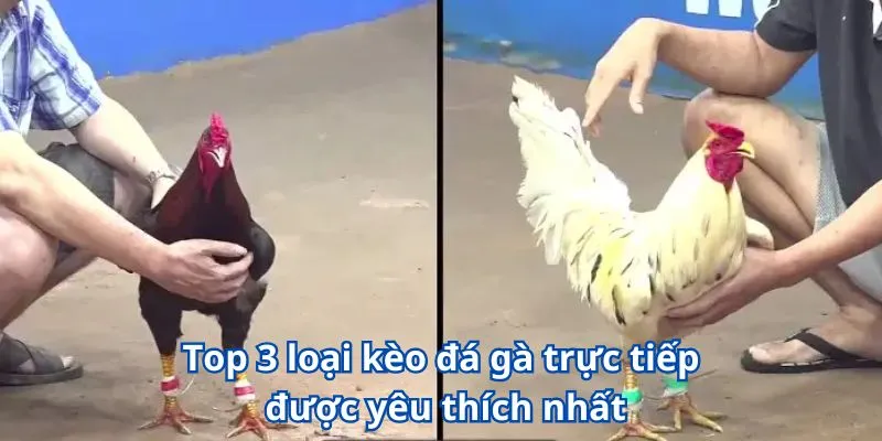 Trải Nghiệm Kèo Đá Gà Trực Tiếp Siêu Chất Chỉ Có Tại W365 3 Top 3 loại kèo đá gà trực tiếp được yêu thích nhất