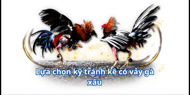 Vảy Gà Xấu - Dễ Dàng Nhận Biết Để Tạo Ra Một Chiến Binh Đẳng Cấp 4 Lựa chọn kỹ tránh kê có vảy gà xấu