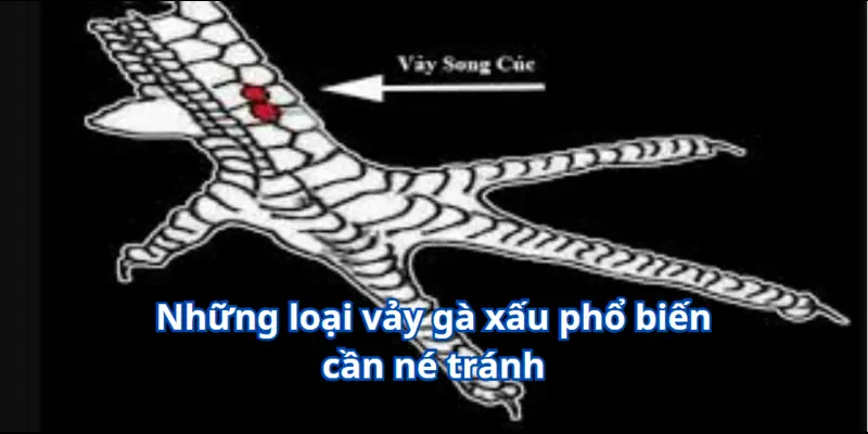 Vảy Gà Xấu - Dễ Dàng Nhận Biết Để Tạo Ra Một Chiến Binh Đẳng Cấp 3 Những loại vảy gà xấu phổ biến cần né tránh