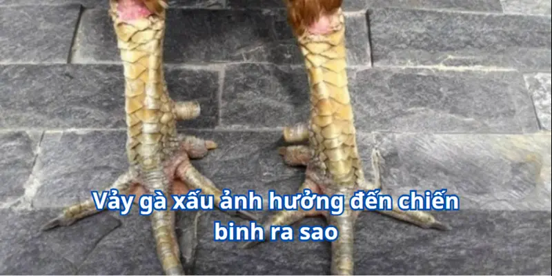 Vảy Gà Xấu - Dễ Dàng Nhận Biết Để Tạo Ra Một Chiến Binh Đẳng Cấp 2 Vảy gà xấu ảnh hưởng đến chiến binh ra sao